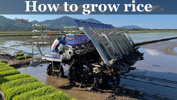 How to grow rice | Transplanting rice with a Rice Transplanter