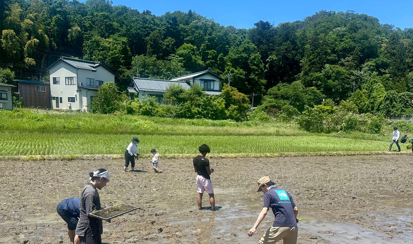 A Frenchman’s Journey into the Mud: Experiencing Traditional Rice Planting in Iwamuro, Niigata