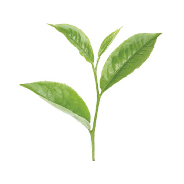 Tea leaf