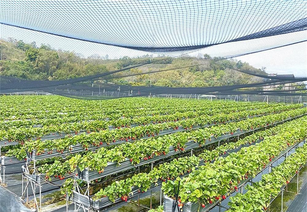 Red para pájaros fabricada en Japón: paquete de 2 rollos de malla de 20 mm, 2000D, negra