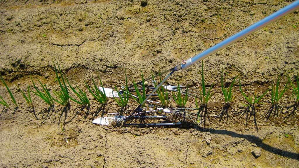 Herramienta de deshierbe en hilera de cultivador mágico Q-HOE para cebolla larga P046-BWNEA