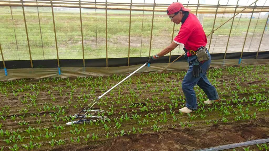 Herramienta de deshierbe en hilera de cultivador mágico Q-HOE para cebolla larga P046-BWNEA