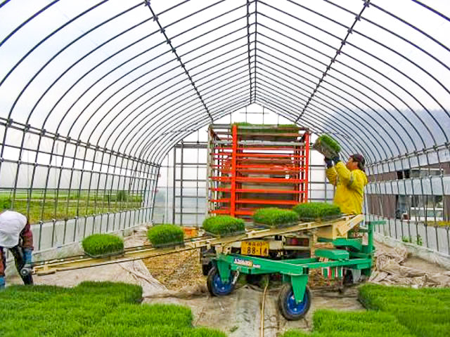 Nursery Tray Installation Conveyor Machine BB-352