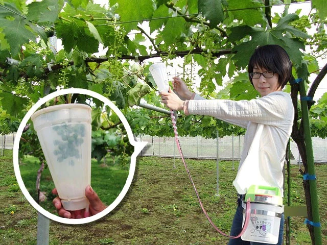 Gibberellin Sprayer with Extra Large Cup for Seedless Grape