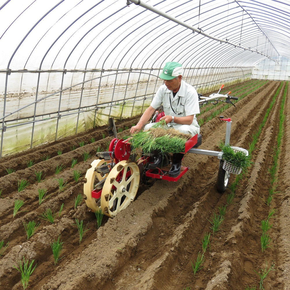 Trasplantadora de cebolletas Kanto Noki KN-1