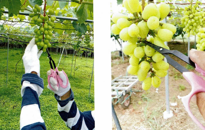 Tijeras Para Uvas Saboten Mango Grande 160mm B-1FPB/B-1MFPB