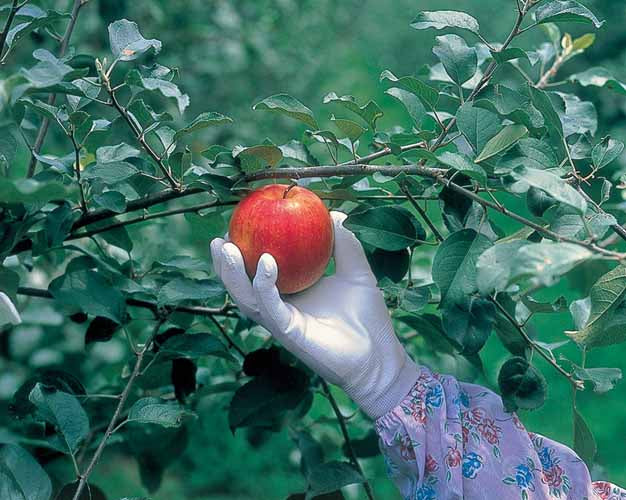 Gants SHOWA 260 respirants avec revêtement antidérapant (lot de 10 paires)