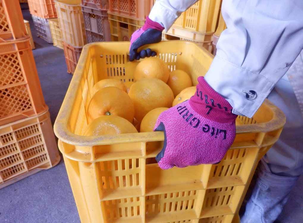 Gants SHOWA 341 Light Grip (lot de 10 paires)