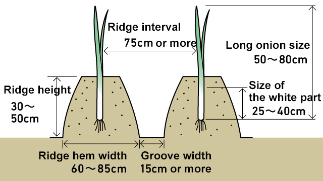 YANMAR Long Onion Harvester HL10