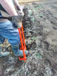 Root vegetables harvesting tools