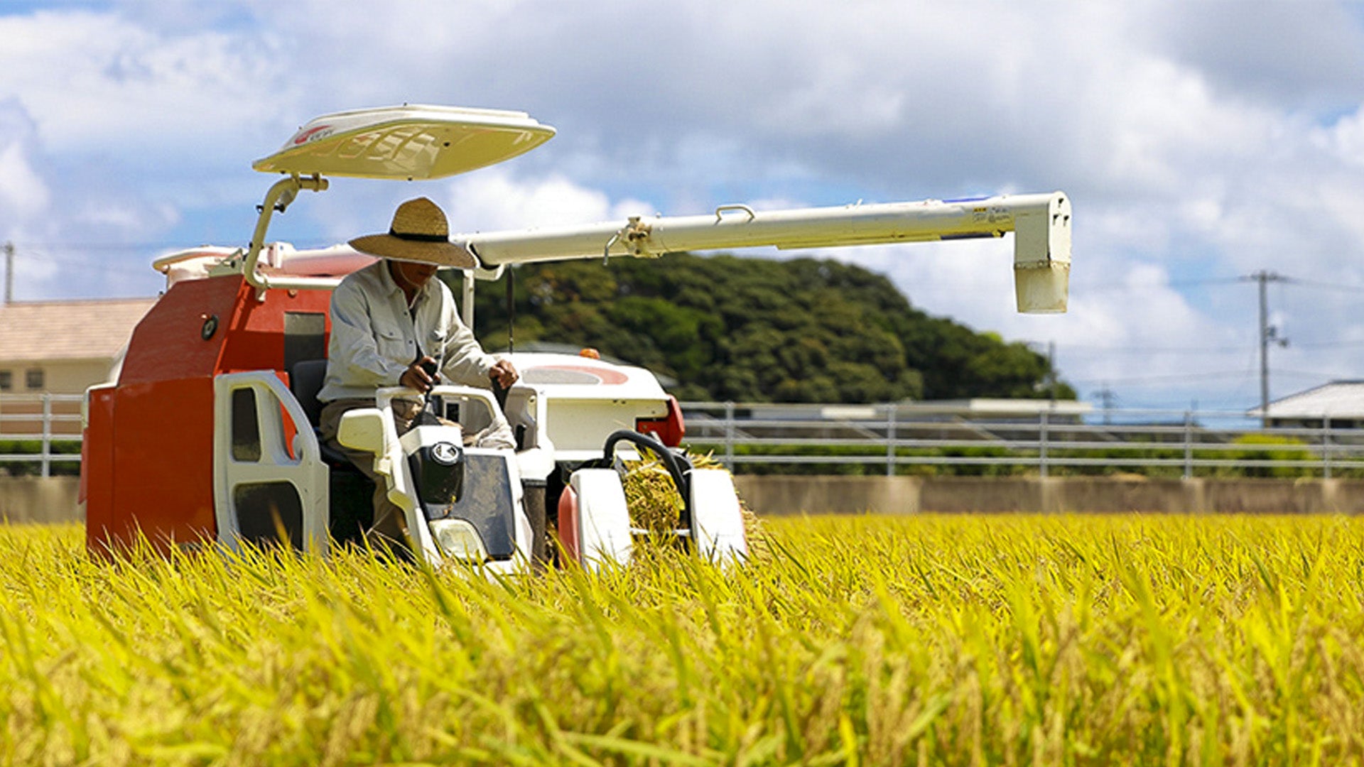All About Rice Farming