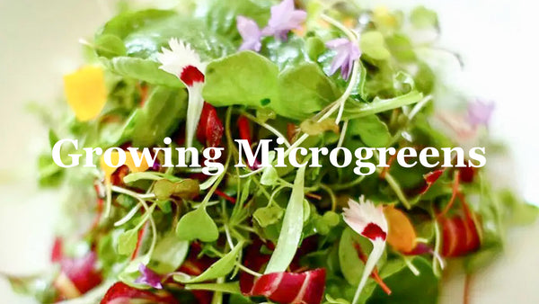 Growing microgreens with trays and seeders at home!