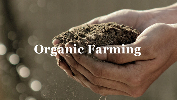 Organic Farming and Organic Vegetables