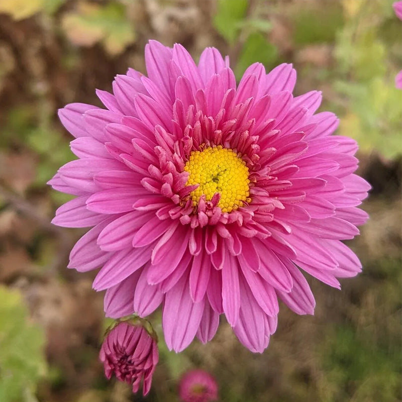 Chrysanthemum