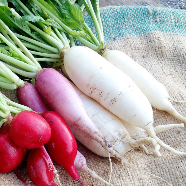 Radish
