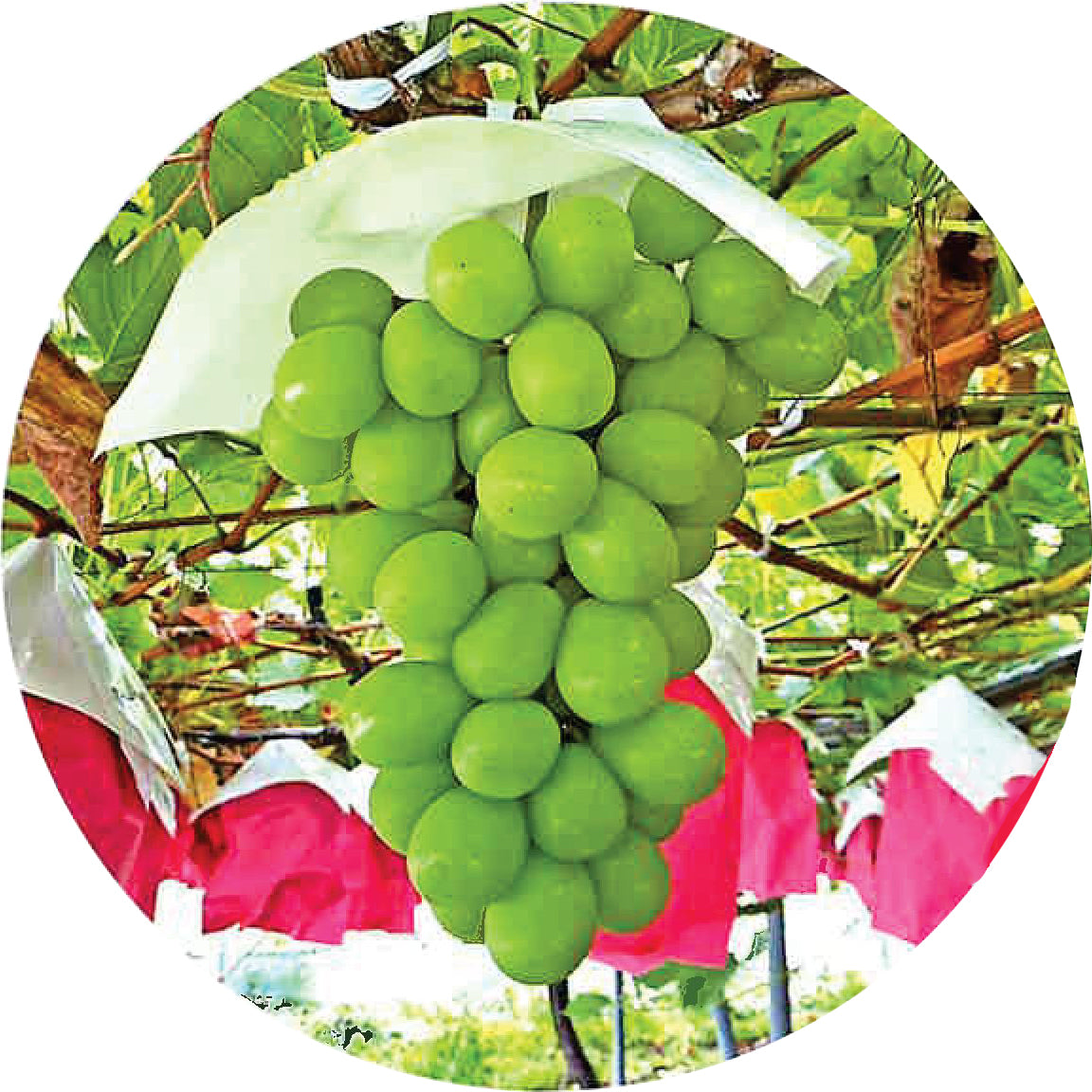 Thin Grape Protection Bags – Folded Top, Perforated, 217 x 315mm, 3000 pcs