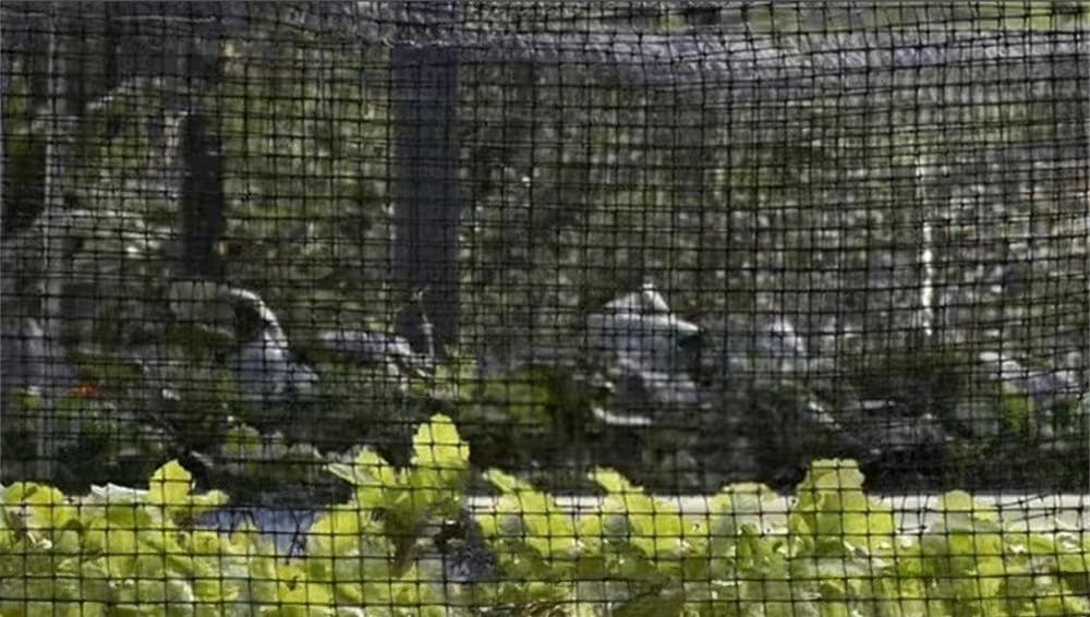 Red para pájaros fabricada en Japón: paquete de 2 rollos de malla de 20 mm, 2000D, negra