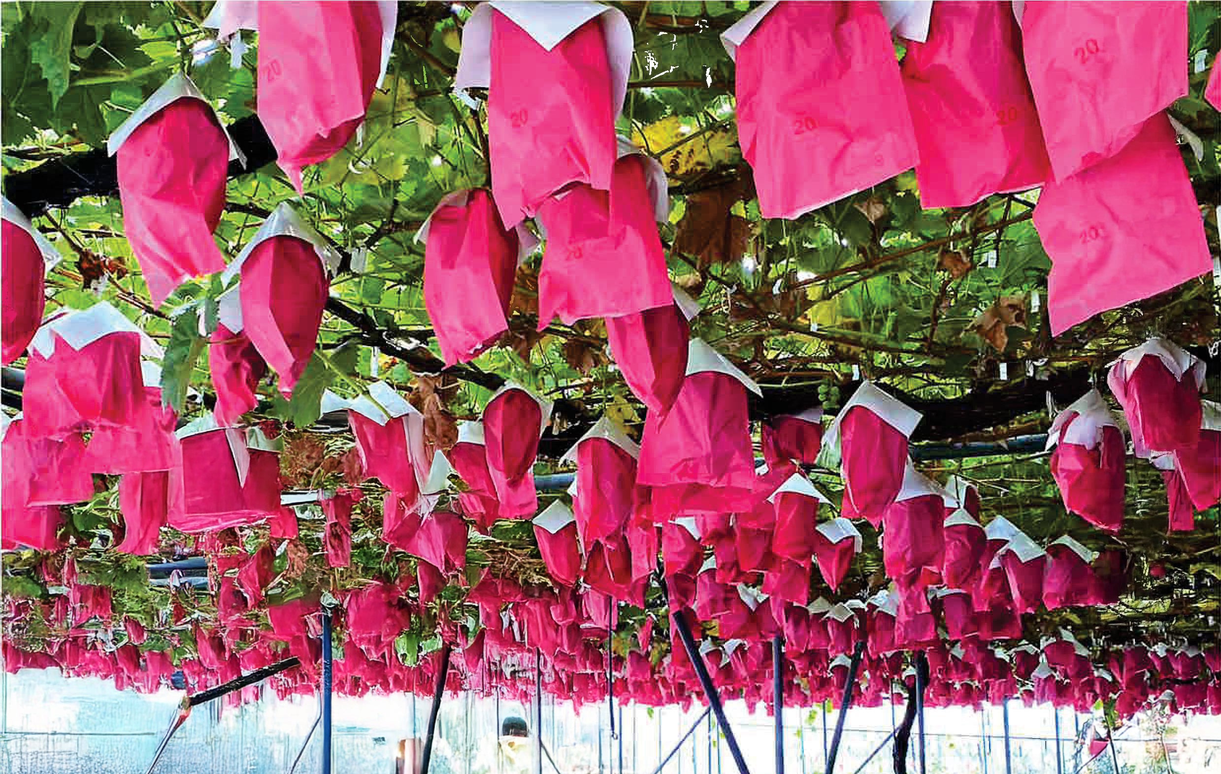 Thin Grape Protection Bags – Folded Top, Perforated, 217 x 315mm, 3000 pcs