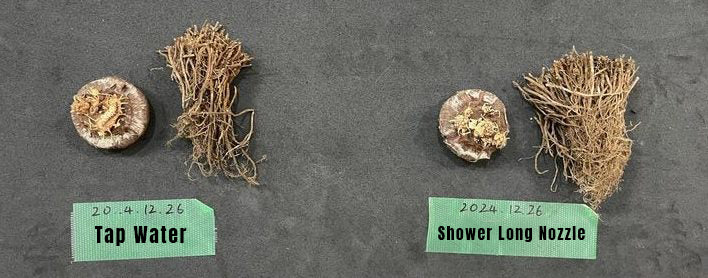 Manufacturer demonstration photograph comparing roots watered with tap water and Shower Long nozzle