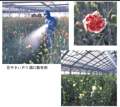YAMAHO Sector Spray Nozzle for Flower and Vegetable P-1 S-shaped 121334 NN-C-35S G1/4 1-nozzle