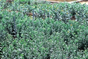 YAMAHO Sector Nozzle for Chrysanthemum Flowers 122512 NN-D-35S G1/4