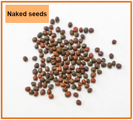 Minoru Handy Manual Seeder G-80 for Naked Seeds