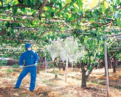 YAMAHO New Sector Spray Nozzle for Pear Tree 121322 NN-B-7S G1/4 2-nozzles